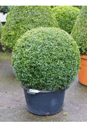 Buchsbaum Sempervirens