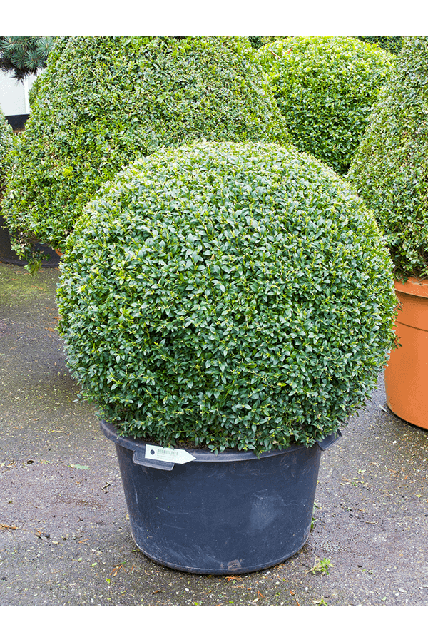 Buchsbaum Sempervirens