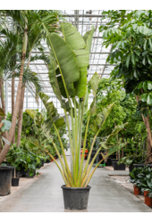 Ravenala Madagascariensis (350–400)