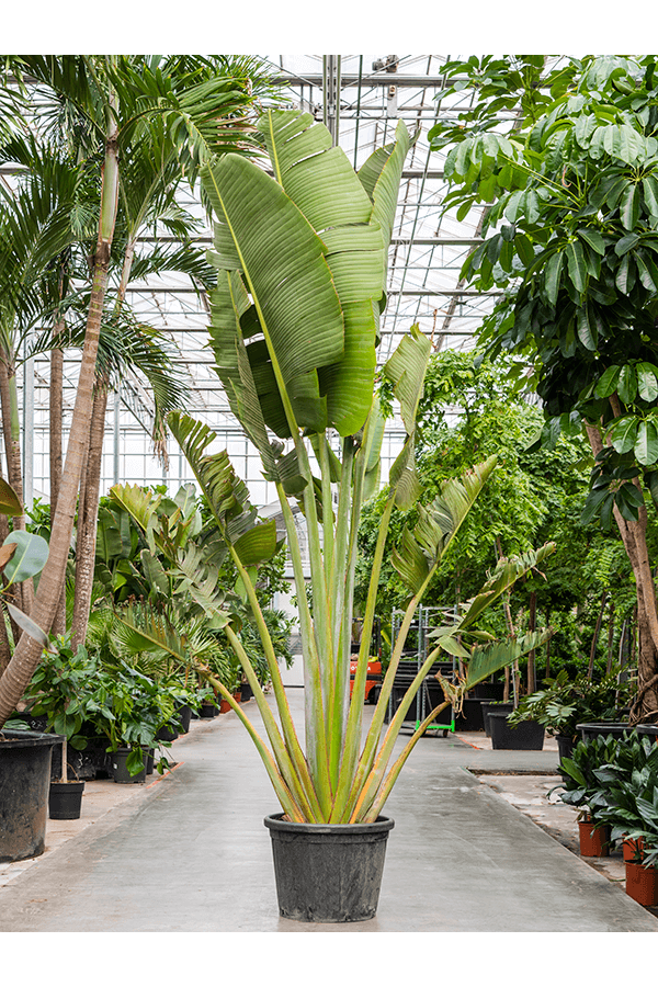 Ravenala Madagascariensis (350–400)
