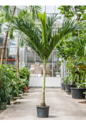 Veitchia (Adonidia) Merrillii