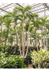 Veitchia (Adonidia) Merrillii