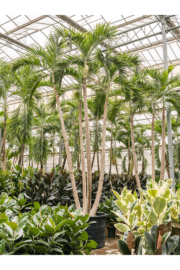 Veitchia (Adonidia) Merrillii