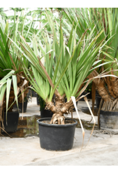 Pandanus Utilis