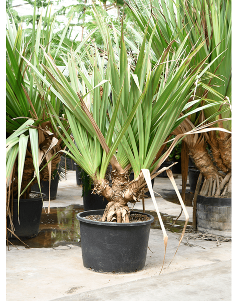 Pandanus