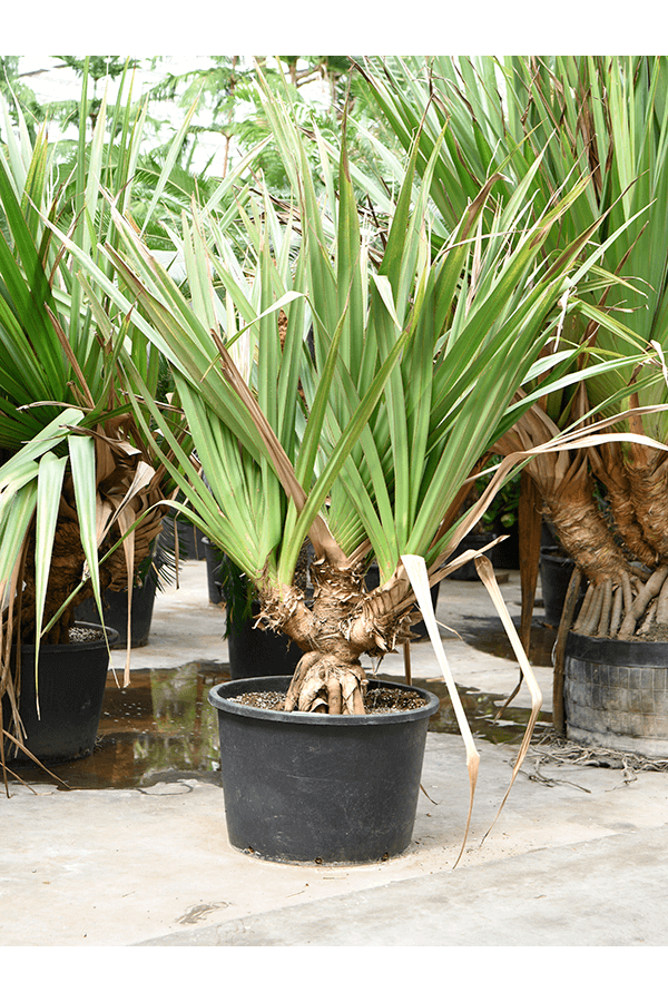 Pandanus Utilis
