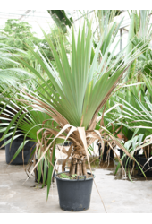 Pandanus Utilis