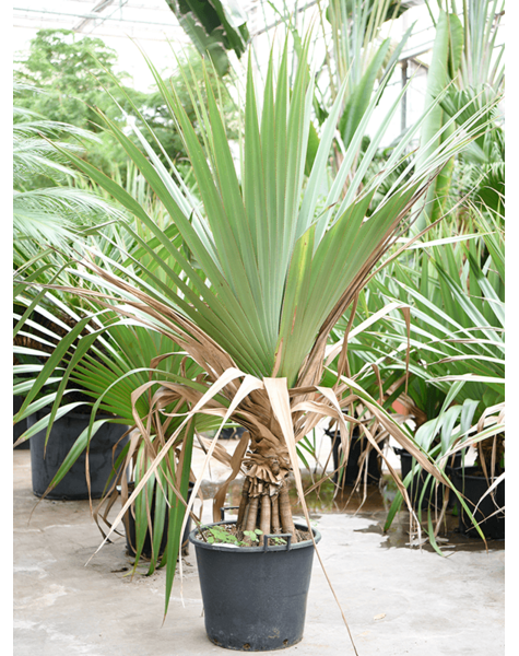 Pandanus
