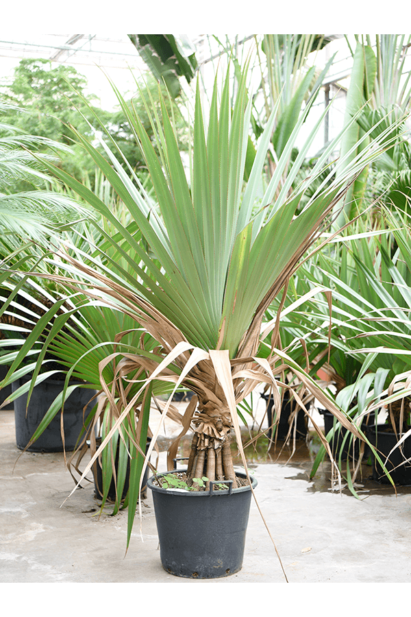 Pandanus Utilis