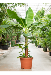 Musa Tropicana