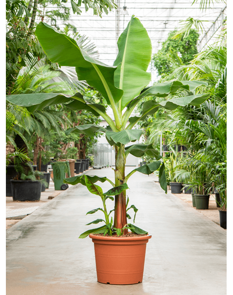 Musa