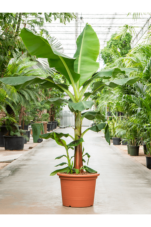Musa Tropicana