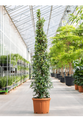 Ficus Microcarpa 'Nitida'
