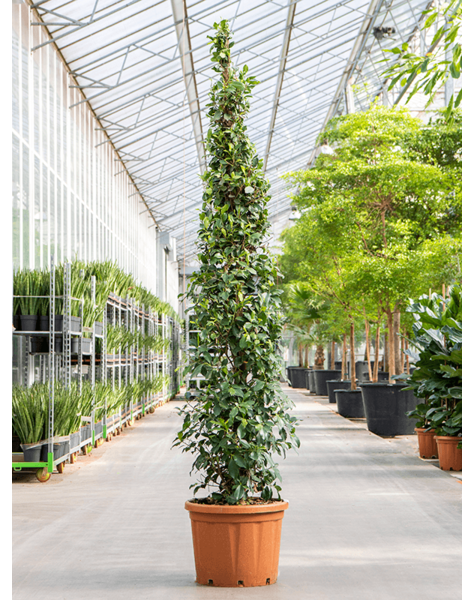 Ficus
