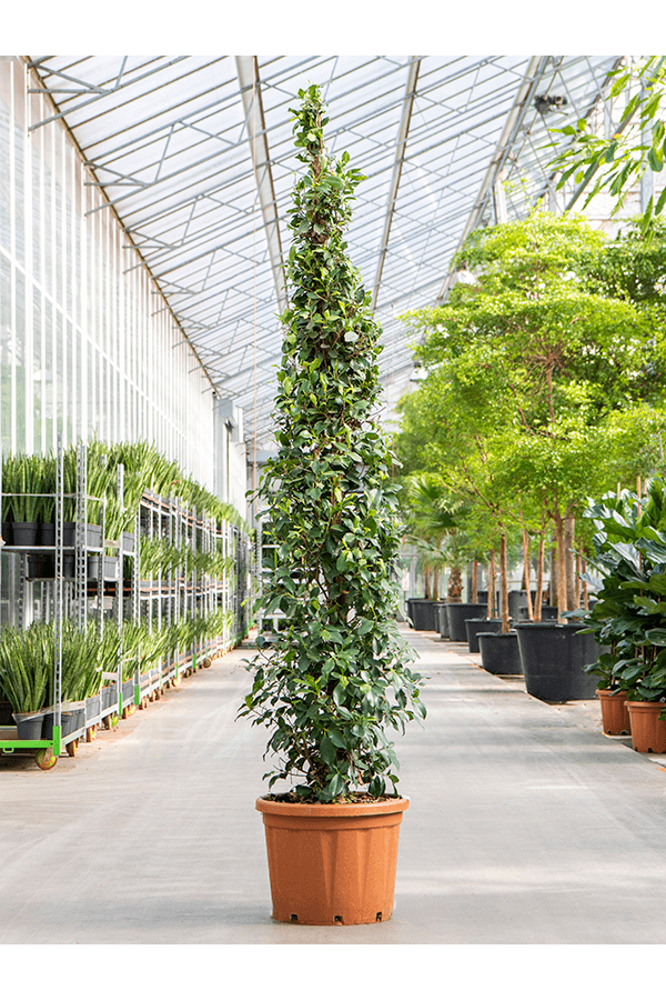 Ficus Microcarpa 'Nitida'