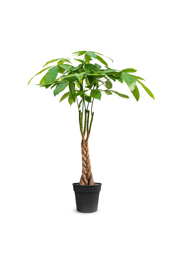 Pflanzenpaket Greenville Pachira – Strelitzia – Areca