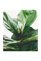 Pflanzenpaket Strelitzia – Kentia – Lyrata