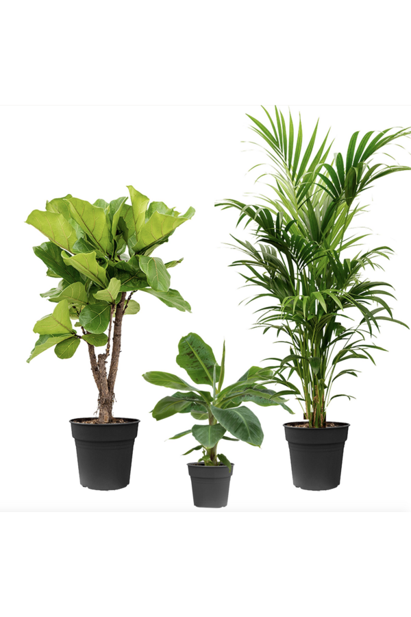 Pflanzenpaket Lyrata – Musa – Kentia