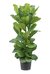 Ficus lyrata XXL