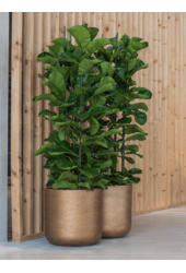 Ficus lyrata XXL