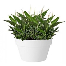 Elho Elho | Spathiphyllum – Kopie