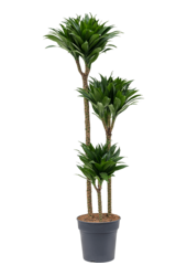 Dracaena fragrans 'Compacta'