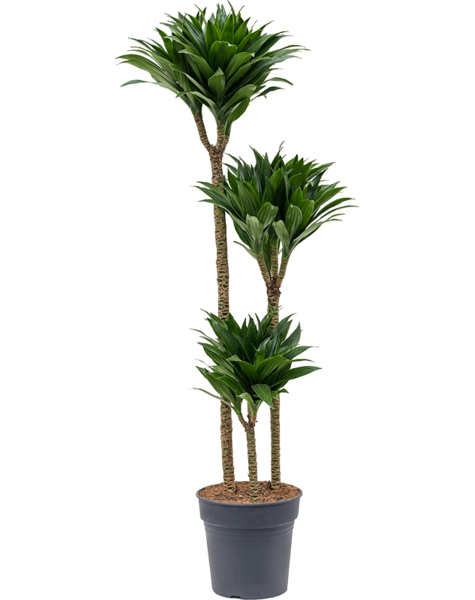 Dracaena fragrans 'Compacta'