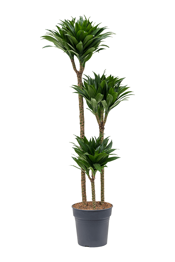 Dracaena fragrans 'Compacta'
