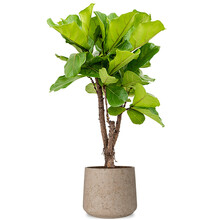 Forli | Ficus Lyrata