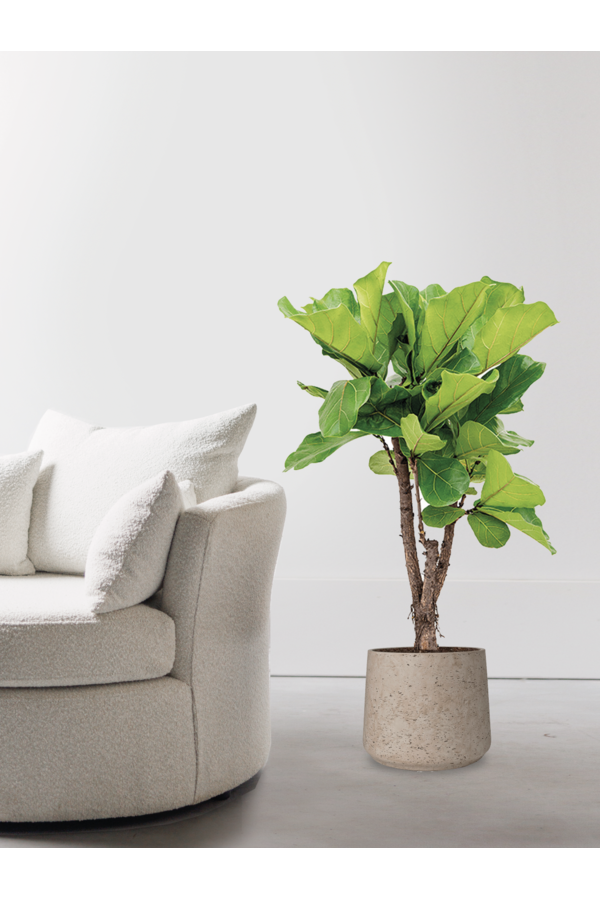 Ficus Lyrata in Forli XXL