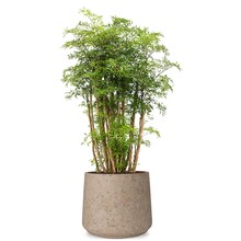 Polyscias
