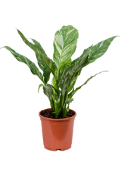 Löffelpflanze Floribundum S