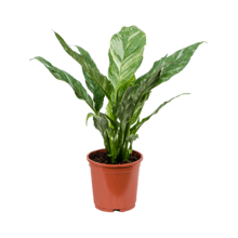 Spathiphyllum Floribundum