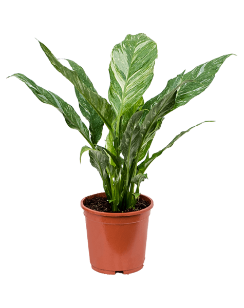 Spathiphyllum Floribundum