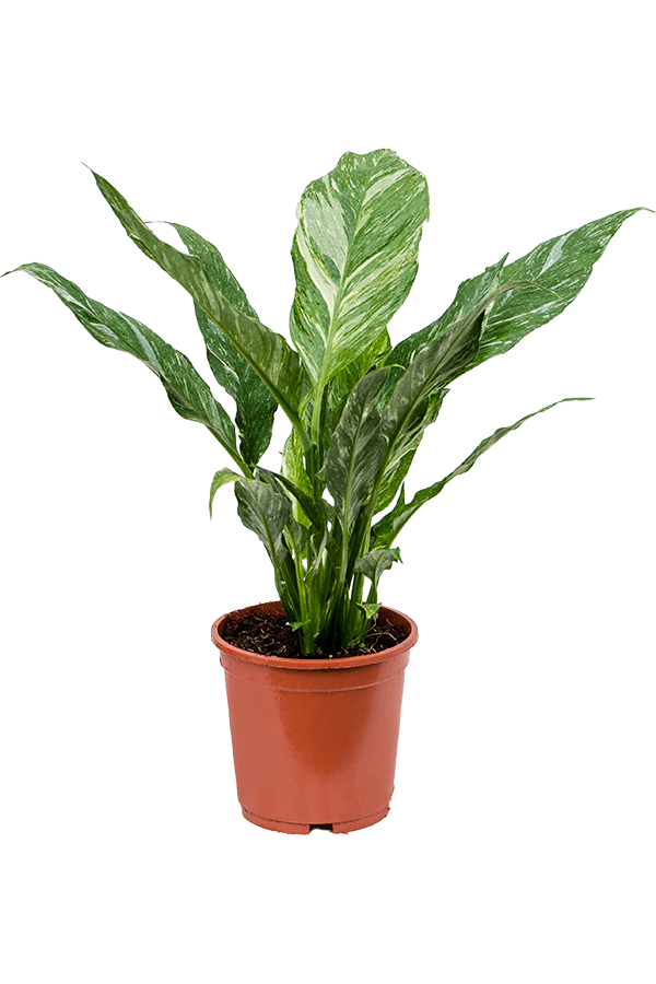 Löffelpflanze Floribundum S