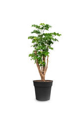 Polyscias Roble S – Kopie