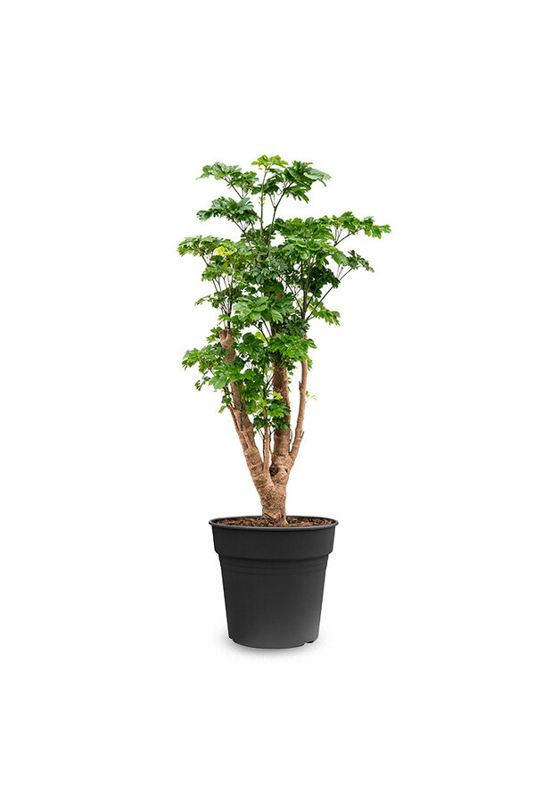 Polyscias Roble S – Kopie