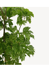 Polyscias Roble S – Kopie