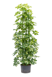 Schefflera arboricola 'Gold Capella' 155