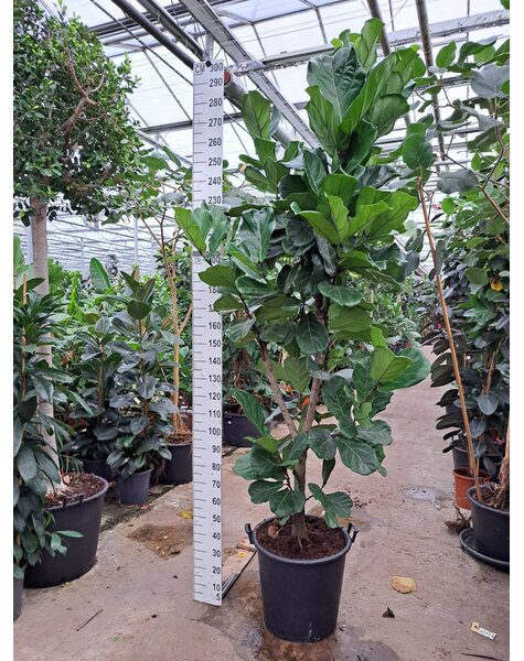 Ficus Lyrata