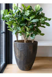 Ficus Lyrata Kunstpflanze