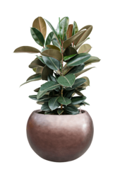 Baq Metallic Silver Leaf Globe matt coffee (mit Einsatzbehälter)