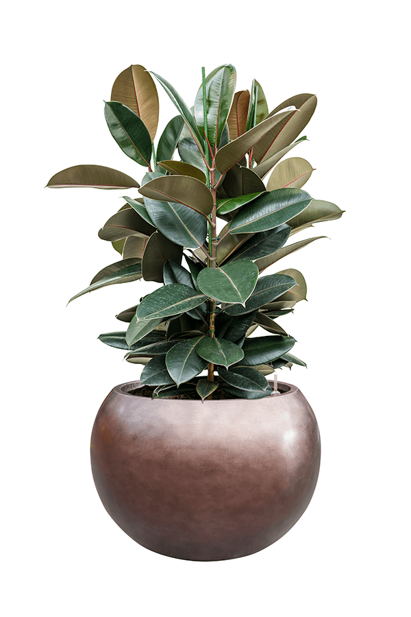 Baq Metallic Silver Leaf Globe matt coffee (mit Einsatzbehälter)