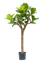 Hydroplant Ficus Lyrata
