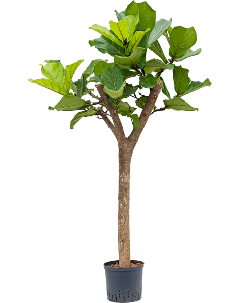 Hydroplant Ficus