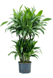Hydroplant Dracaena Fragrans Janet Craig