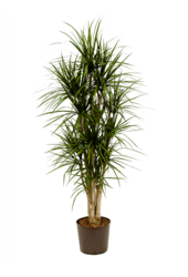 Hydroplant Dracaena Marginata
