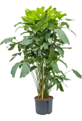 Hydroplant Caryota Mitis