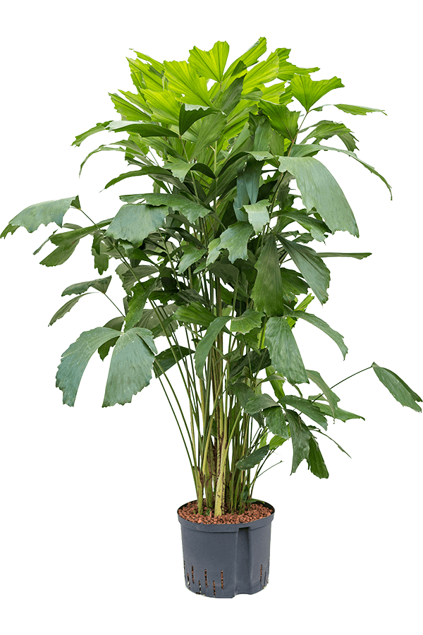 Hydroplant Caryota Mitis