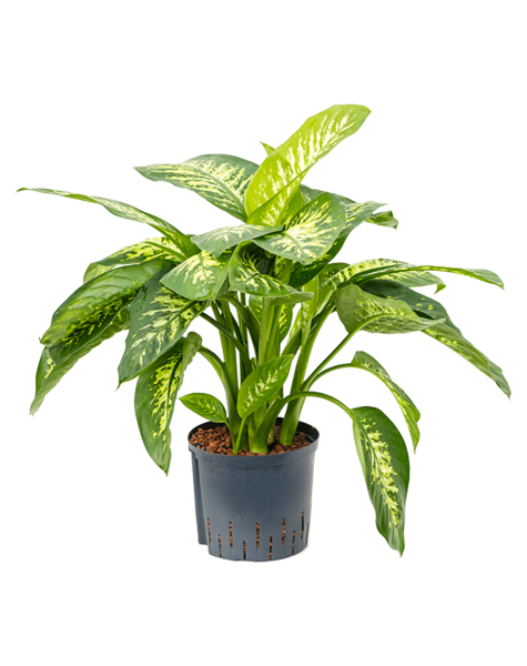 Hydroplant Dieffenbachia